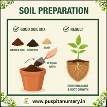 Load image into Gallery viewer, Puspita Nursery Celosia Mixed Flower Seeds – Premium Quality, Vibrant Plume Blooms, Easy to Grow for Home Garden, Pots & Borders