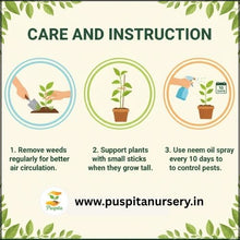 Load image into Gallery viewer, Puspita Nursery Lanka (Chili) Seeds – High Yield Spicy Variety | Fast Germination | Ideal for Home & Kitchen Garden | Premium Quality Organic Vegetable Seeds | Easy to Grow