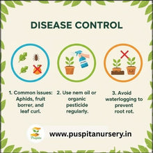 Load image into Gallery viewer, Puspita Nursery Lanka (Chili) Seeds – High Yield Spicy Variety | Fast Germination | Ideal for Home & Kitchen Garden | Premium Quality Organic Vegetable Seeds | Easy to Grow