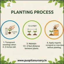 Load image into Gallery viewer, Puspita Nursery Lanka (Chili) Seeds – High Yield Spicy Variety | Fast Germination | Ideal for Home & Kitchen Garden | Premium Quality Organic Vegetable Seeds | Easy to Grow