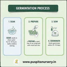 Load image into Gallery viewer, Puspita Nursery Chocolate Capsicum Seeds – 10gm | Exotic Sweet Brown Bell Pepper Variety | High-Yield Hybrid for Home Garden & Terrace Pots | Fast Germination & Disease Resistant | Easy to Grow Vegetable Seeds