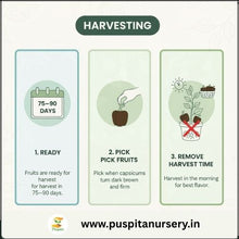 Load image into Gallery viewer, Puspita Nursery Chocolate Capsicum Seeds – 10gm | Exotic Sweet Brown Bell Pepper Variety | High-Yield Hybrid for Home Garden & Terrace Pots | Fast Germination & Disease Resistant | Easy to Grow Vegetable Seeds