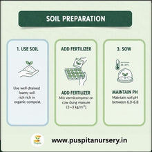 Load image into Gallery viewer, Puspita Nursery Chocolate Capsicum Seeds – 10gm | Exotic Sweet Brown Bell Pepper Variety | High-Yield Hybrid for Home Garden & Terrace Pots | Fast Germination & Disease Resistant | Easy to Grow Vegetable Seeds