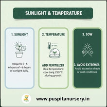 Load image into Gallery viewer, Puspita Nursery Chocolate Capsicum Seeds – 10gm | Exotic Sweet Brown Bell Pepper Variety | High-Yield Hybrid for Home Garden & Terrace Pots | Fast Germination & Disease Resistant | Easy to Grow Vegetable Seeds