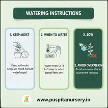 Load image into Gallery viewer, Puspita Nursery Chocolate Capsicum Seeds – 10gm | Exotic Sweet Brown Bell Pepper Variety | High-Yield Hybrid for Home Garden & Terrace Pots | Fast Germination & Disease Resistant | Easy to Grow Vegetable Seeds