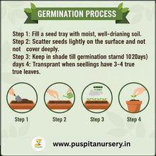 Load image into Gallery viewer, Puspita Nursery Cineraria Mixed Flower Seeds – Premium Winter Blooming Variety | Bright Multicolor Flowers for Pots, Terrace & Balcony Garden | Easy to Grow