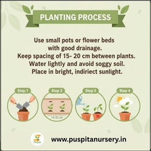 Load image into Gallery viewer, Puspita Nursery Cineraria Mixed Flower Seeds – Premium Winter Blooming Variety | Bright Multicolor Flowers for Pots, Terrace & Balcony Garden | Easy to Grow