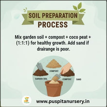 Load image into Gallery viewer, Puspita Nursery Cineraria Mixed Flower Seeds – Premium Winter Blooming Variety | Bright Multicolor Flowers for Pots, Terrace & Balcony Garden | Easy to Grow