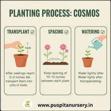 Load image into Gallery viewer, Puspita Nursery Cosmos Mixed Flower Seeds – Bright Multicolor Blooms for Home Garden & Pots | Easy to Grow | Long Flowering Period | Premium Quality Seeds by Puspita Nursery
