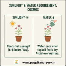 Load image into Gallery viewer, Puspita Nursery Cosmos Mixed Flower Seeds – Bright Multicolor Blooms for Home Garden & Pots | Easy to Grow | Long Flowering Period | Premium Quality Seeds by Puspita Nursery