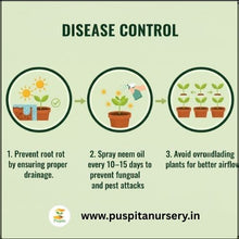 Load image into Gallery viewer, Puspita Nursery Dahlia Top Star Mixed Flower Seeds – Premium Quality, Large Blooming Multi-Color Flowers, Ideal for Pots, Borders & Home Gardens