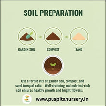 Load image into Gallery viewer, Puspita Nursery Dahlia Top Star Mixed Flower Seeds – Premium Quality, Large Blooming Multi-Color Flowers, Ideal for Pots, Borders & Home Gardens