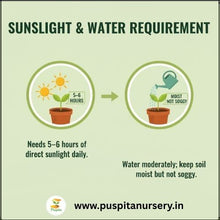 Load image into Gallery viewer, Puspita Nursery Dahlia Top Star Mixed Flower Seeds – Premium Quality, Large Blooming Multi-Color Flowers, Ideal for Pots, Borders & Home Gardens