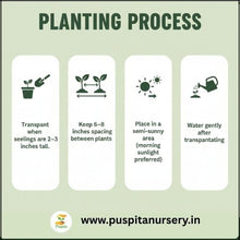 Load image into Gallery viewer, Puspita Nursery Dianthus Mixed Flower Seeds – Beautiful Winter Blooming Flower | Multi-Color, Fragrant & Easy to Grow | Perfect for Pots, Borders, Terrace & Garden | High Germination & Long Lasting Blooms