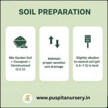 Load image into Gallery viewer, Puspita Nursery Dianthus Mixed Flower Seeds – Beautiful Winter Blooming Flower | Multi-Color, Fragrant & Easy to Grow | Perfect for Pots, Borders, Terrace & Garden | High Germination & Long Lasting Blooms