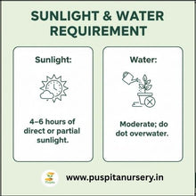 Load image into Gallery viewer, Puspita Nursery Dianthus Mixed Flower Seeds – Beautiful Winter Blooming Flower | Multi-Color, Fragrant & Easy to Grow | Perfect for Pots, Borders, Terrace & Garden | High Germination & Long Lasting Blooms