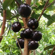 Load image into Gallery viewer, Puspita Nursery Original Brazilian grape Jaboticaba Precoce Plant Rare & Unique Grafted Fruit Plant