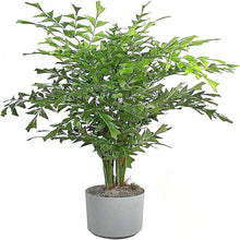 Load image into Gallery viewer, Puspita Nursery “Fishtail Palm – Unique Tropical Indoor Houseplant with Distinctive Fishtail-Like Leaves | Low Maintenance, Air-Purifying