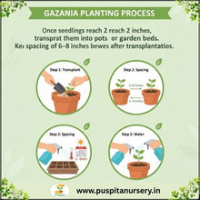 Load image into Gallery viewer, Puspita Nursery Gazania Mixed Flower Seeds – Bright Multicolor Blooms for Garden & Pots | Easy to Grow | Long-Lasting Summer Flower | Premium Quality Seeds by Puspita Nursery