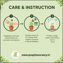 Load image into Gallery viewer, Puspita Nursery Inca Gold Marigold Seeds – Bright Yellow-Golden Blooms for Home Garden, Terrace & Pots | Long Flowering, Easy to Grow | High Germination Quality Seeds