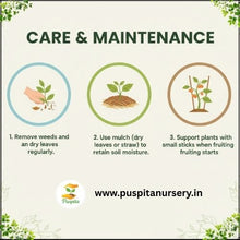 Load image into Gallery viewer, Puspita Nursery Green Capsicum Seeds – 10gm | High-Yield Hybrid Bell Pepper Variety | Sweet & Crunchy Green Capsicum for Home Garden & Terrace Pots | Fast Germination | Disease Resistant | Easy to Grow Vegetable Seeds