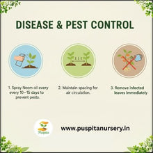 Load image into Gallery viewer, Puspita Nursery Green Capsicum Seeds – 10gm | High-Yield Hybrid Bell Pepper Variety | Sweet & Crunchy Green Capsicum for Home Garden & Terrace Pots | Fast Germination | Disease Resistant | Easy to Grow Vegetable Seeds