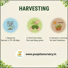 Load image into Gallery viewer, Puspita Nursery Green Capsicum Seeds – 10gm | High-Yield Hybrid Bell Pepper Variety | Sweet & Crunchy Green Capsicum for Home Garden & Terrace Pots | Fast Germination | Disease Resistant | Easy to Grow Vegetable Seeds