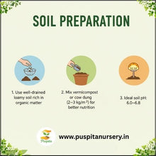 Load image into Gallery viewer, Puspita Nursery Green Capsicum Seeds – 10gm | High-Yield Hybrid Bell Pepper Variety | Sweet & Crunchy Green Capsicum for Home Garden & Terrace Pots | Fast Germination | Disease Resistant | Easy to Grow Vegetable Seeds