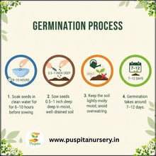 Load image into Gallery viewer, Puspita Nursery Green Long Brinjal Seeds (10gm Pack) – High Yield Hybrid Variety | Fast Germination | Ideal for Home & Kitchen Garden | Organic Vegetable Seeds | Easy to Grow