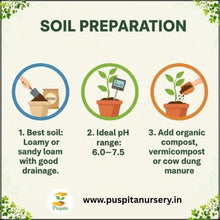 Load image into Gallery viewer, Puspita Nursery Green Long Brinjal Seeds (10gm Pack) – High Yield Hybrid Variety | Fast Germination | Ideal for Home & Kitchen Garden | Organic Vegetable Seeds | Easy to Grow