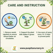 Load image into Gallery viewer, Puspita Nursery Green Squash Seeds – 10gm | High Yield Vegetable Seeds | Easy to Grow for Kitchen Garden, Balcony & Terrace | Fresh Organic Green Squash (Zucchini) Seeds for Home Gardening