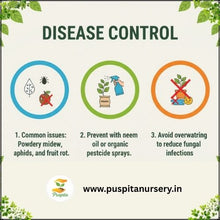 Load image into Gallery viewer, Puspita Nursery Green Squash Seeds – 10gm | High Yield Vegetable Seeds | Easy to Grow for Kitchen Garden, Balcony & Terrace | Fresh Organic Green Squash (Zucchini) Seeds for Home Gardening