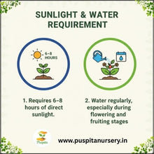 Load image into Gallery viewer, Puspita Nursery Green Squash Seeds – 10gm | High Yield Vegetable Seeds | Easy to Grow for Kitchen Garden, Balcony & Terrace | Fresh Organic Green Squash (Zucchini) Seeds for Home Gardening