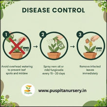 Load image into Gallery viewer, Puspita Nursery Hollyhock Mixed Flower Seeds – Multicolor Tall Blooming Plants for Garden & Pots | Easy to Grow, Long Blooming Annual | High Germination Quality Seeds