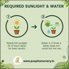 Load image into Gallery viewer, Puspita Nursery Hollyhock Mixed Flower Seeds – Multicolor Tall Blooming Plants for Garden & Pots | Easy to Grow, Long Blooming Annual | High Germination Quality Seeds