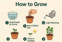 Load image into Gallery viewer, Coriander Seeds 100gm Pack High Germination Rate Fresh Dhania Seeds for Planting