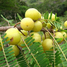 Load image into Gallery viewer, Grafted Thai Amla Sweet Gooseberry Phyllanthus Emblica Nelli Amlika Usiri Live Plant Fresh & Healthy