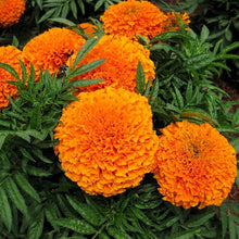 Load image into Gallery viewer, Puspita Nursery Inca Orange Marigold Seeds – Bright Orange Giant Blooms for Home Garden, Terrace & Pots | Easy to Grow, Long Blooming Variety | High Germination Quality Seeds