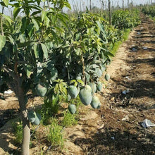 Load image into Gallery viewer, Puspita Nursery Kesar Mango Plant Sweet & Juicy