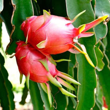 Load image into Gallery viewer, Puspita Nursery Dragon Fruit Plant – Exotic, Fast-Growing