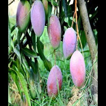 Load image into Gallery viewer, Puspita Nursery Rare Ambika Mango Plant - Sweet, Unique & High-Yield Mango Variety for Your Garden