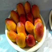 Load image into Gallery viewer, Puspita Nursery Husnara or Najuk Badan Mango Plant