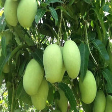 Load image into Gallery viewer, Puspita Nursery Malda Langra Mango Plant - Sweet, Juicy & High-Yield Mango Variety for Your Garden