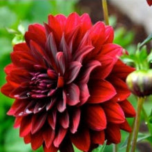 Load image into Gallery viewer, Puspita Nursery Radiant Red Dahlia Flower Plant – Vibrant Blooms for Your Garden
