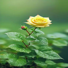 Load image into Gallery viewer, Puspita Nursery Beautiful Yellow  English Rose Plant