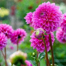 Load image into Gallery viewer, Puspita Nursery Graceful Pink Dahlia Flower Plant – Elegant Blooms for Your Garden