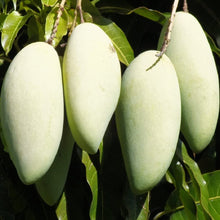 Load image into Gallery viewer, Puspita Nursery Honeydew Mango Plant