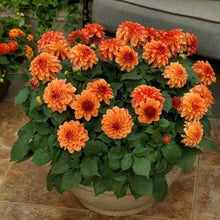 Load image into Gallery viewer, Puspita Nursery Glorious Orange Dahlia Plant For Home Garden
