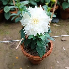 Load image into Gallery viewer, Puspita Nursery Elegant White Dahlia Flower Plant – Pure Beauty for Your Garden
