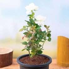 Load image into Gallery viewer, Rose (White) – Plant